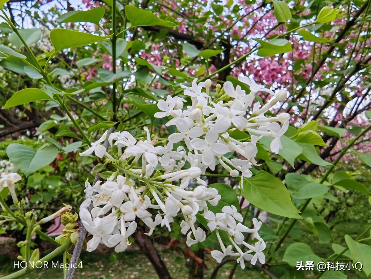 荣耀magic4pro对比荣耀magic3pro,荣耀magic4手感比x80好