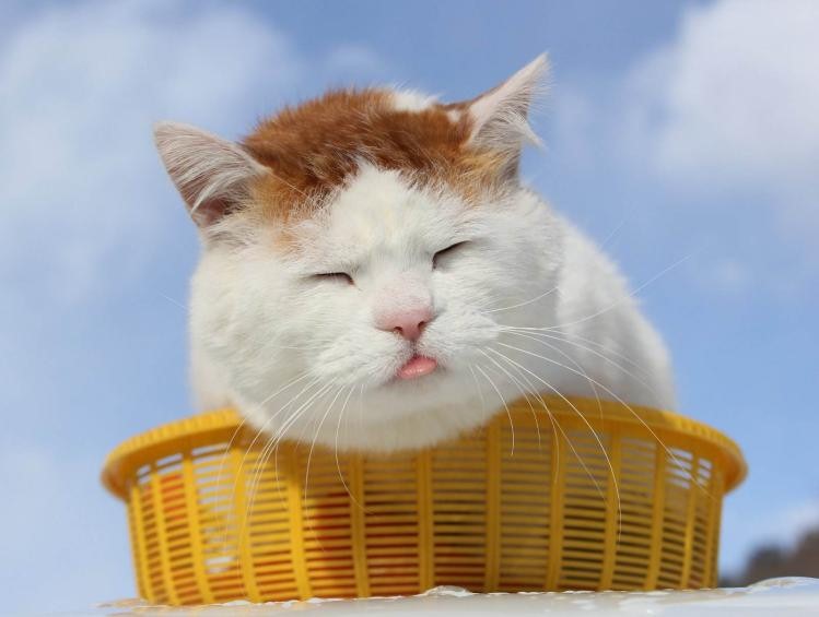 猫咪生长到几个月才会停止成长,猫咪寿命最短的表现