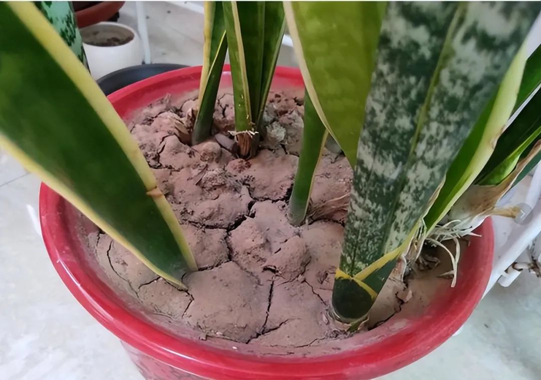 盆土严重板结怎么换土,盆土板结了不换盆怎么办