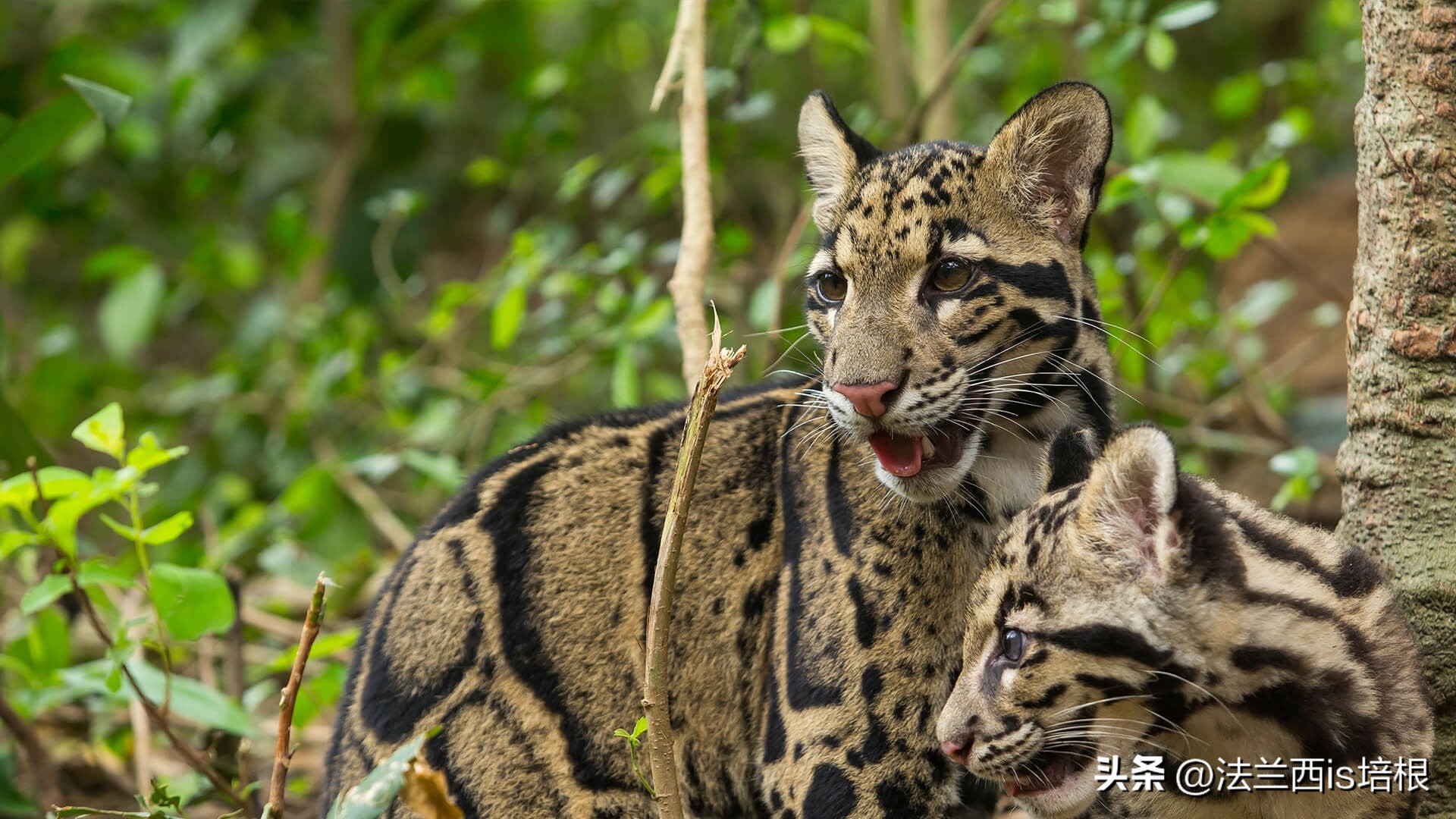 中国最难人工繁育的动物,我国濒危的豹