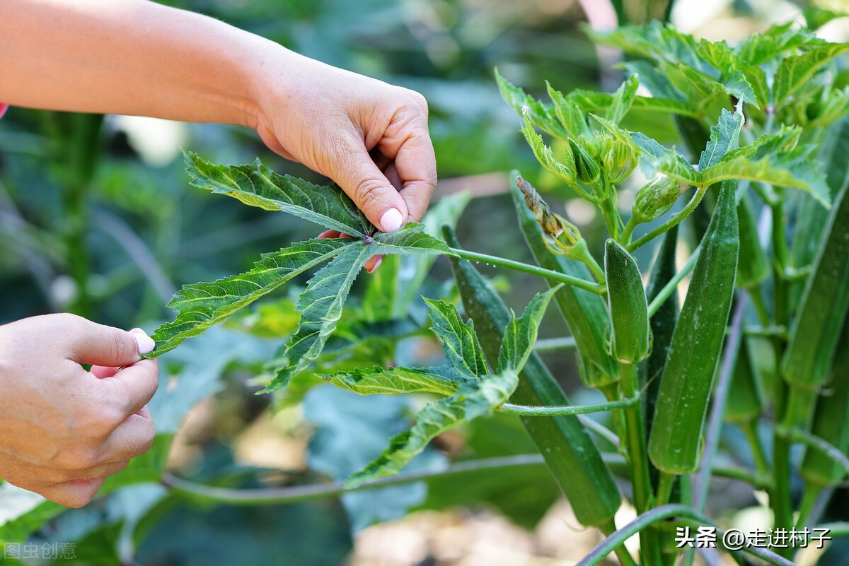 秋葵彻底消灭蚜虫的小妙招,秋葵叶面生虫子喷什么药