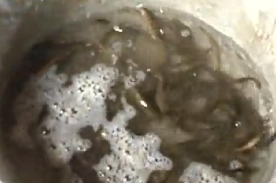 男子捡到怪鸟是国家二级保护动物,东北大哥捡到白色怪鸟