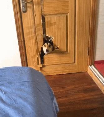 养狗发现的神奇现象,养狗常见的4大误区你避雷了吗