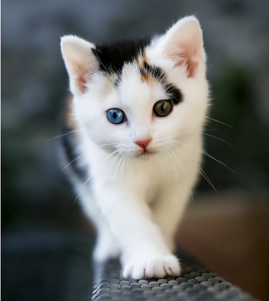 铲屎官身上的猫毛怎么处理,猫咪掉毛铲屎官怎么办