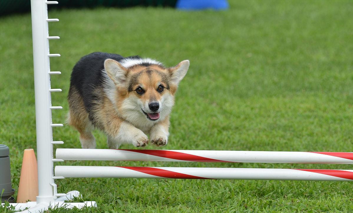 100个好听到爆的狗狗名字两个字,最近流行的狗名字