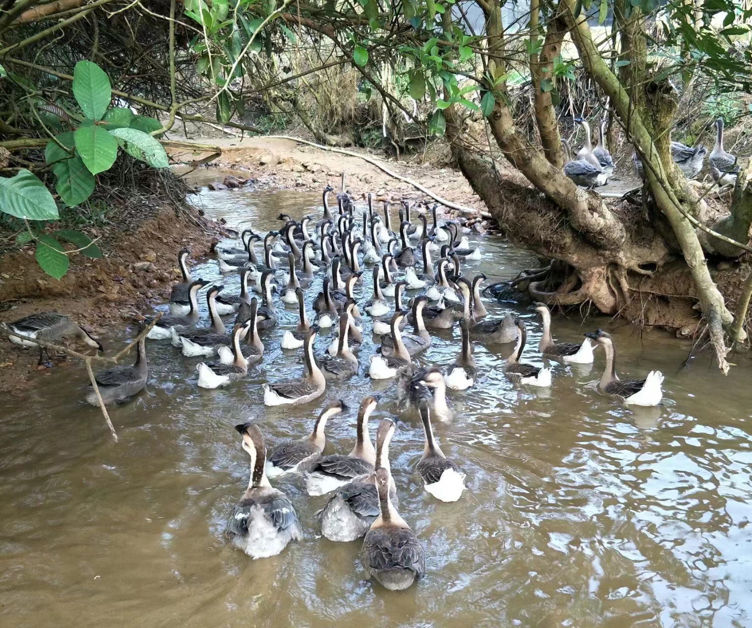一个人养鹅一年赚多少钱,农民养鹅5年终致富轻松年入15万