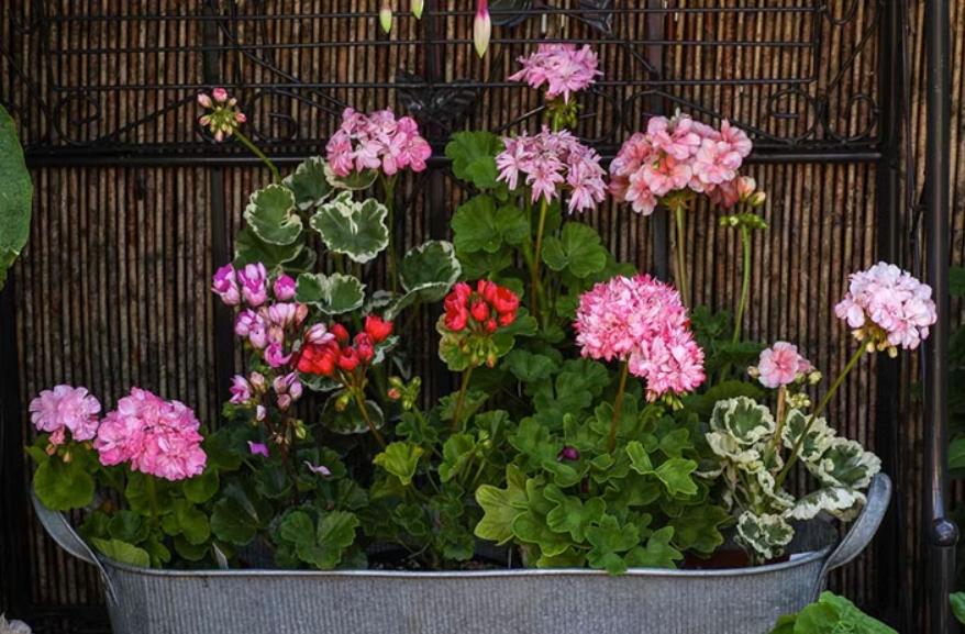 天竺葵在广州如何度夏,天竺葵怎么过夏