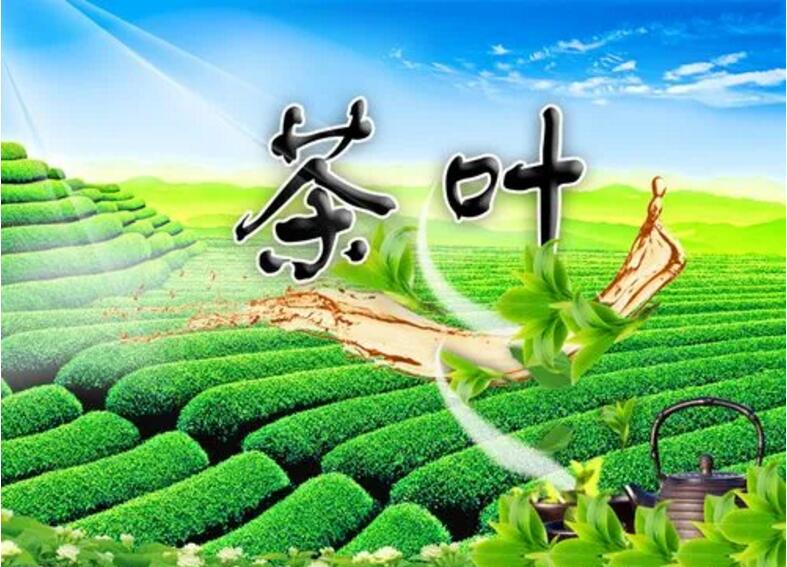 茶的发源和历史简介,茶的品种与茶树有关吗