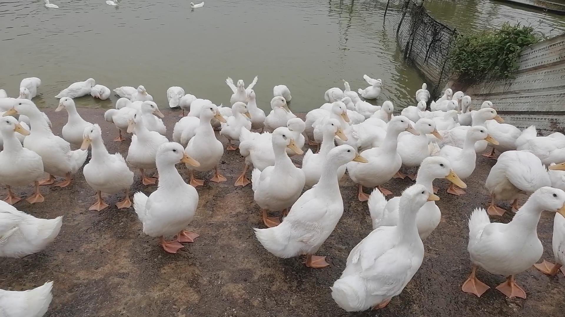 蛋鸭怎么养殖产蛋高,产蛋鸭的养殖技术