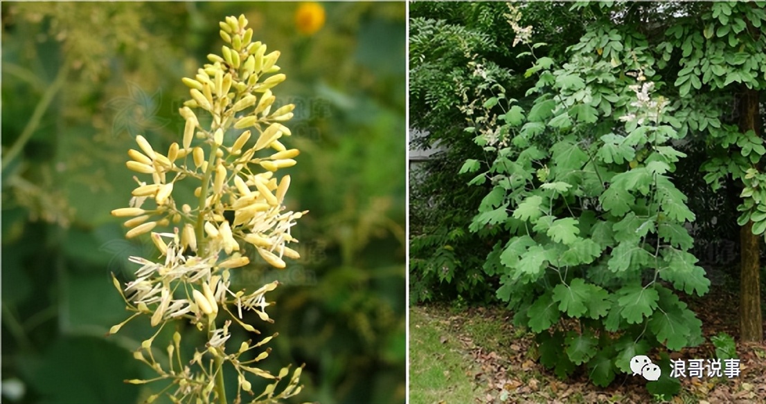 介于*粟罂**与虞美人之间的物种--冰岛*粟罂**（野*粟罂**）