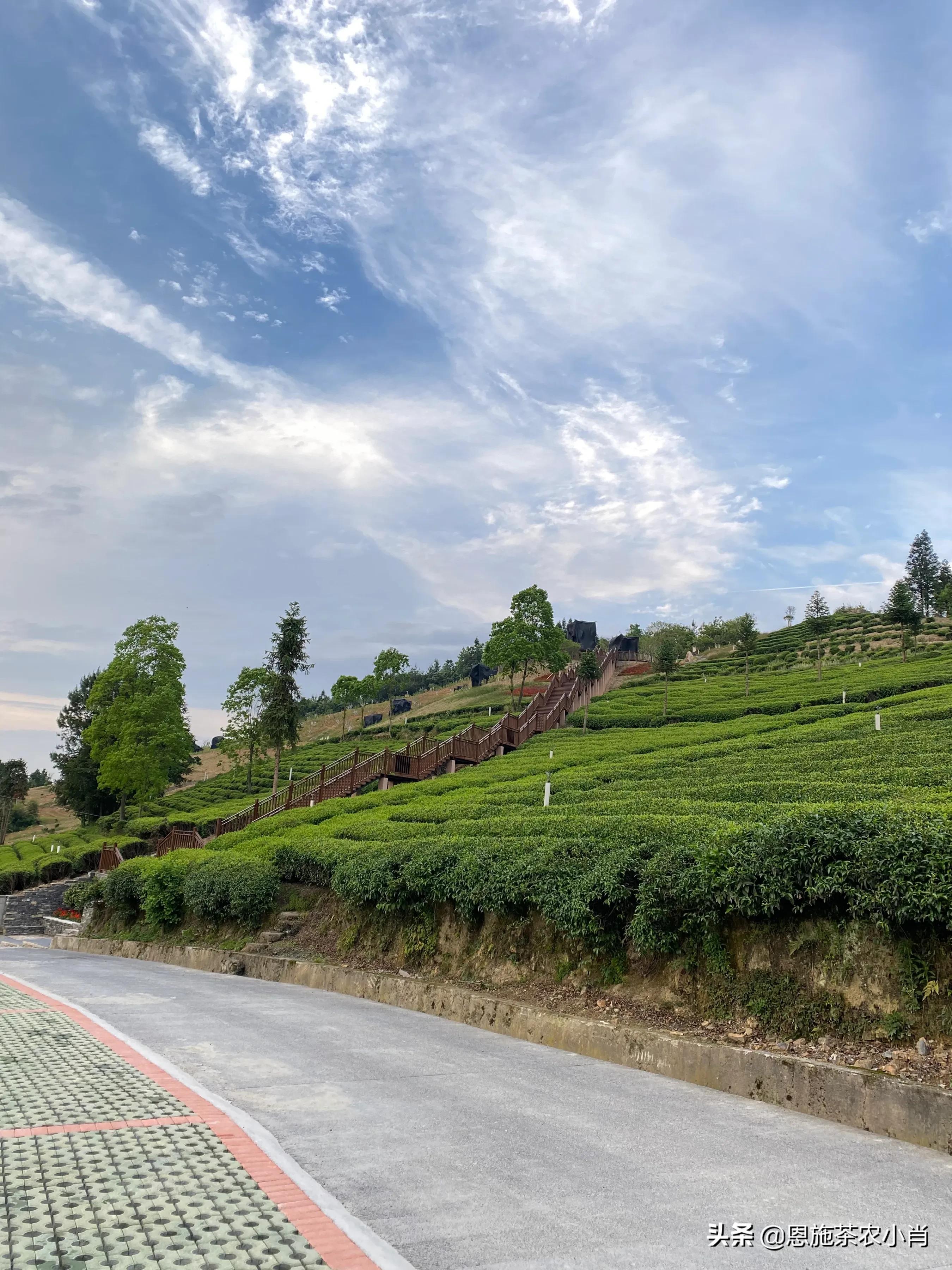 湖北恩施明前高山云雾茶,湖北恩施有什么茶好喝的