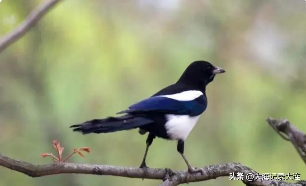 大连春季旅游踏青路线请收藏备用,大连秋游去哪里最好玩