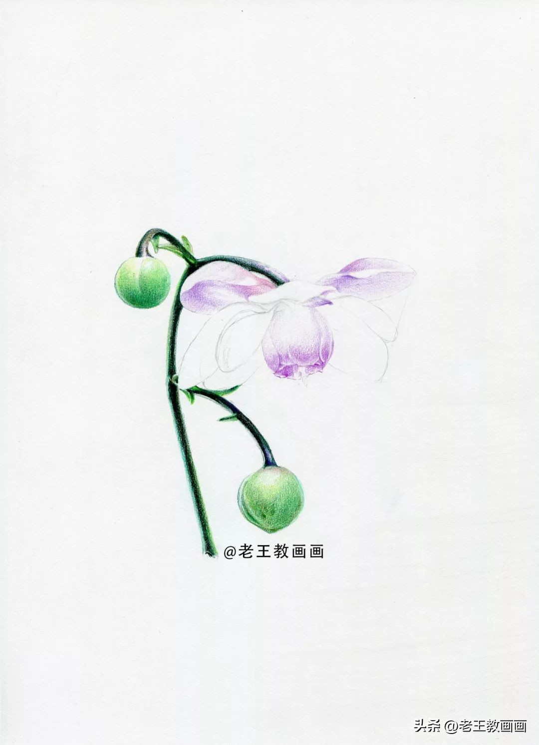 彩铅花卉画教程,零基础怎么画彩铅苹果