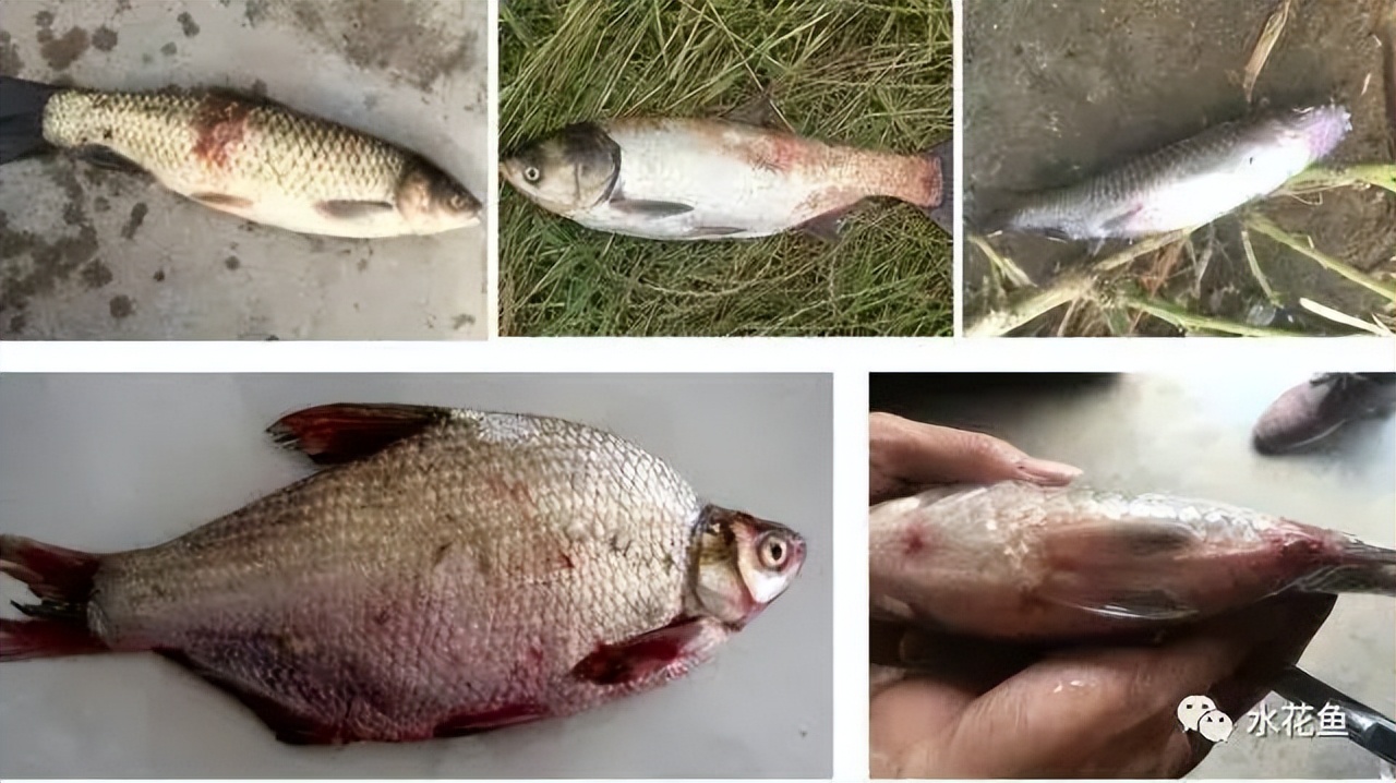 细菌性败血症鱼怎么治,淡水鱼败血症治疗