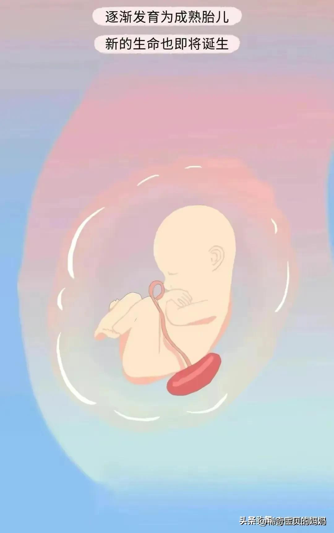 漫画深度解析：“小蝌蚪”进入女生体内的全过程