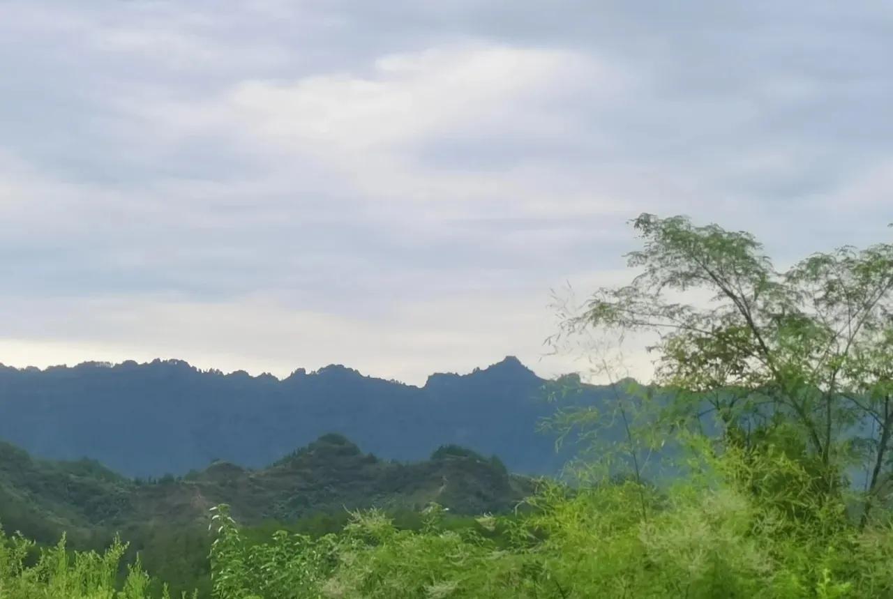 扦插藤茶苗生根的方法,藤茶扦插后不发芽怎么处理