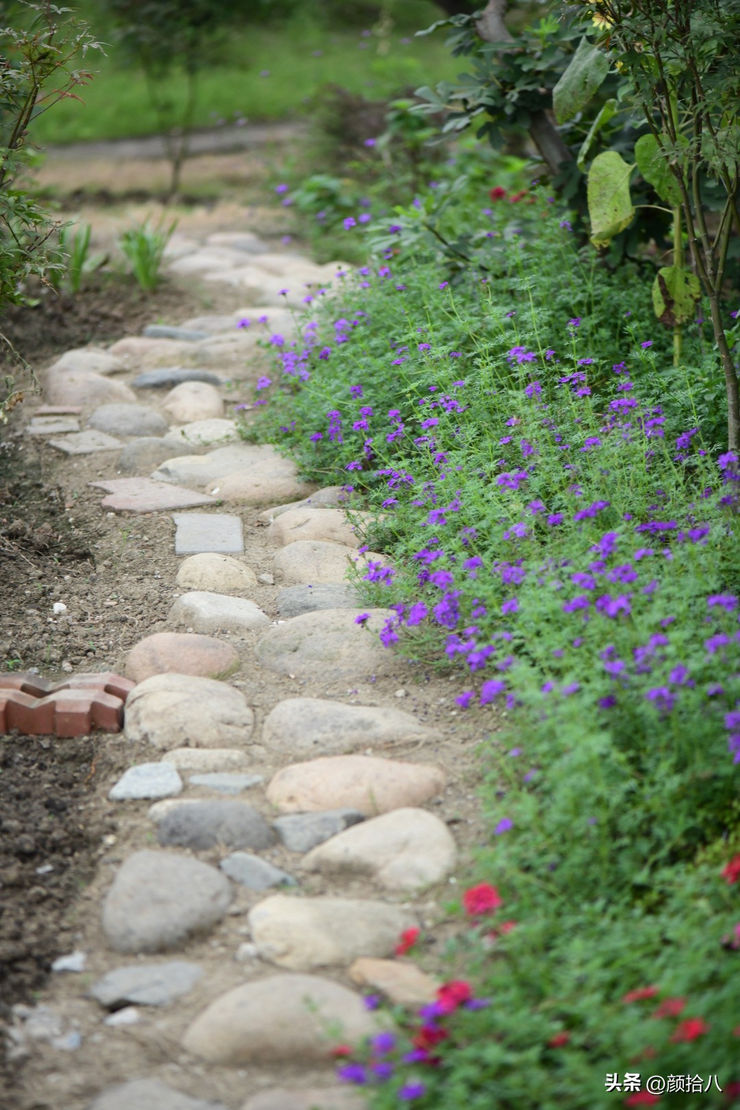 流放到菜地的花儿们，尽情绽放吧，不管在哪里｜园丁