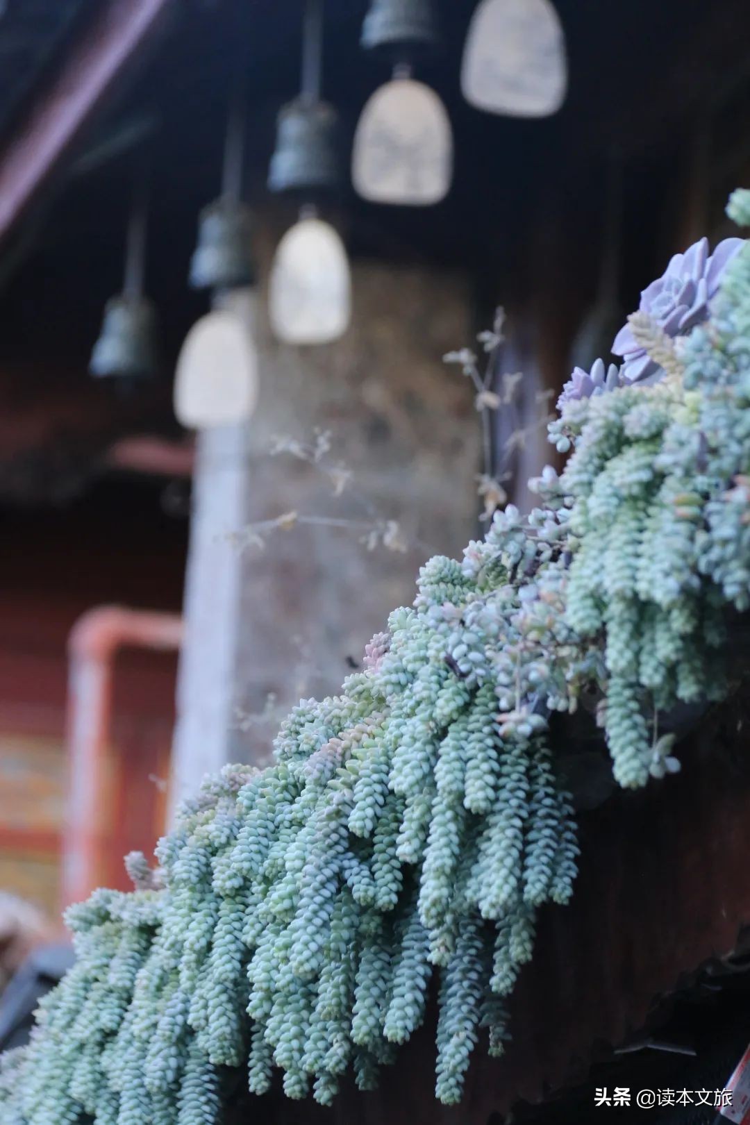 走进多肉世界,丽江古城多肉