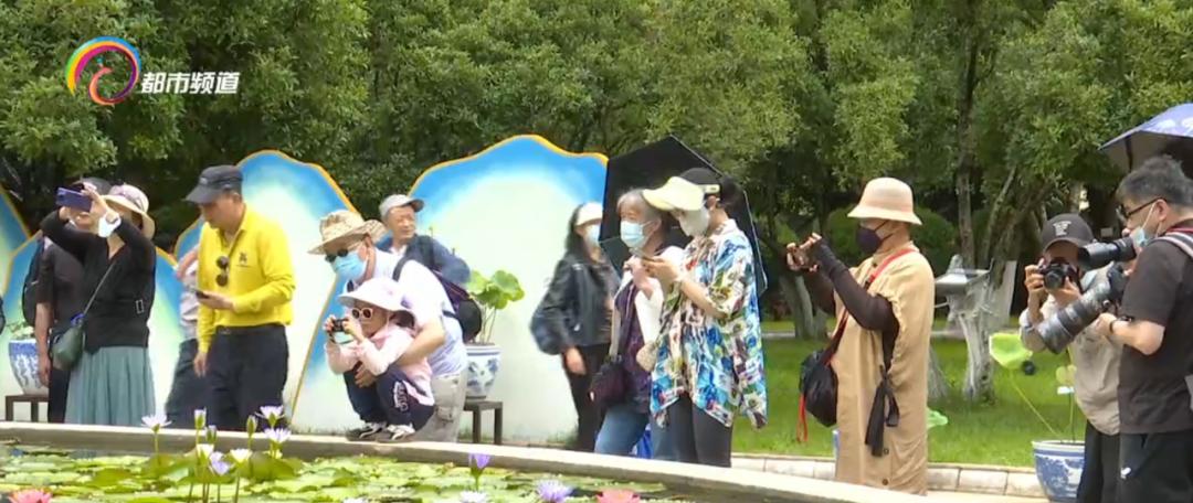 精心打扮出去拍照,大观公园荷花拍照技巧