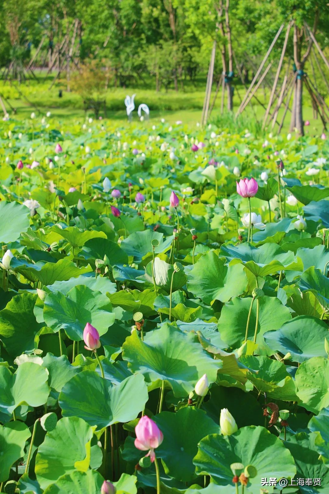 夏日赏荷好去处,奉贤哪里可以赏荷花