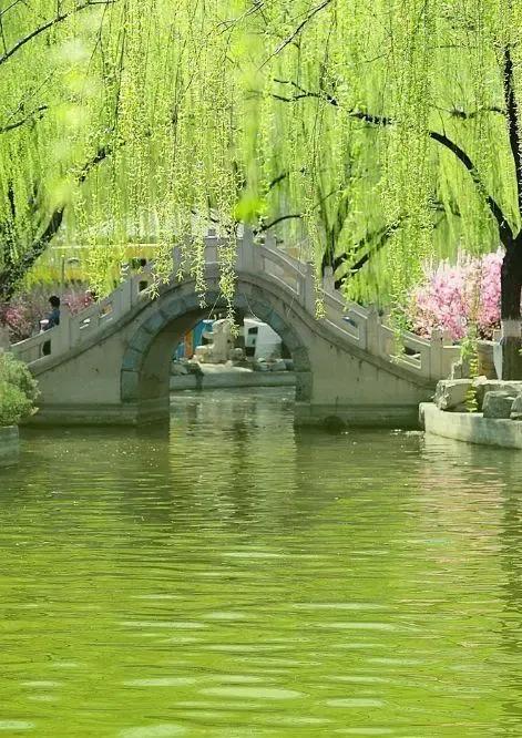 柔丝弄早春,柳枝婀娜醉春风,期盼好事要发生