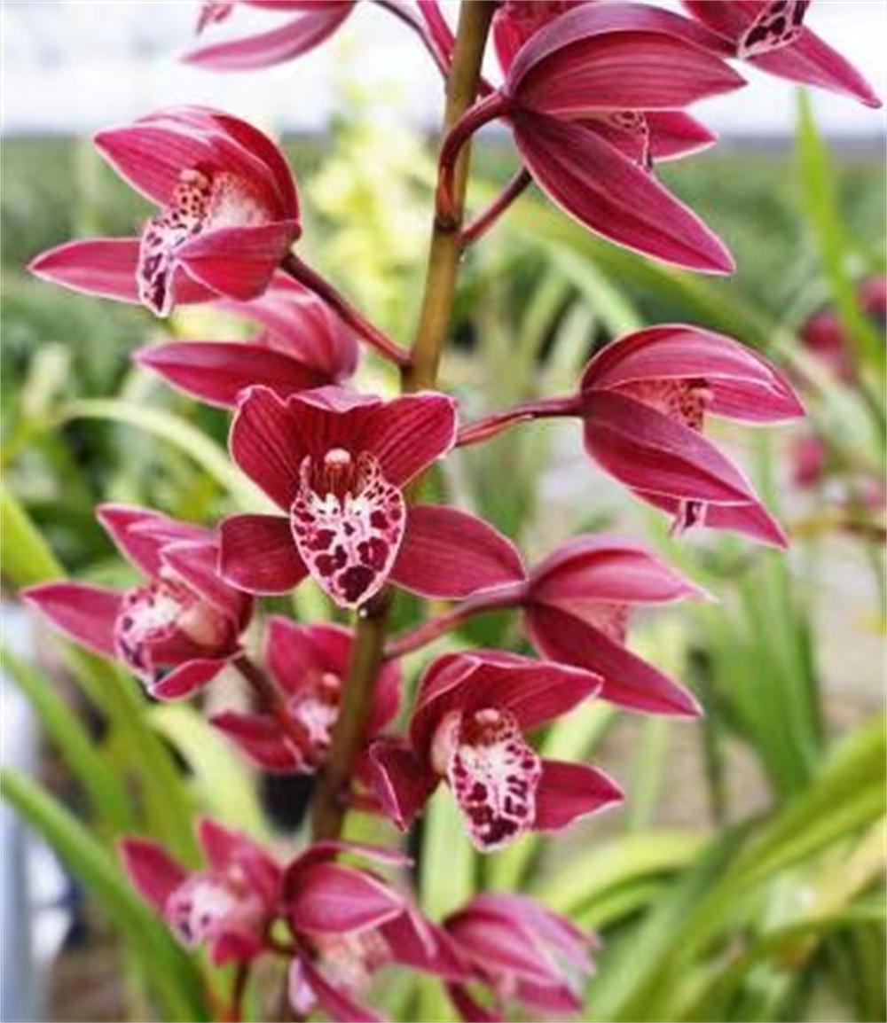 鍥藉叞绉嶈嫍,灞变笢鍥藉叞绉嶈嫍