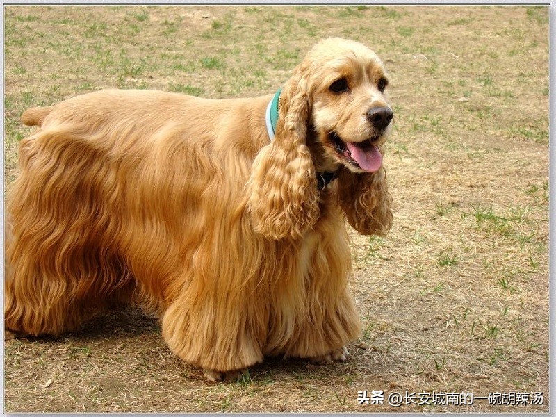 世界名犬狗狗品种大全,世界名犬下司犬排名