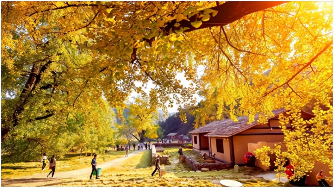 中国千年银杏谷住宿,中国千年银杏谷