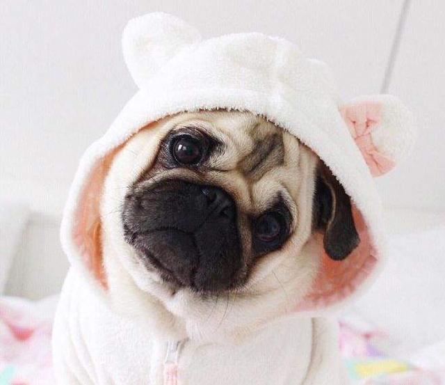 巴哥犬有眼屎怎么处理,巴哥犬有泪痕眼药水