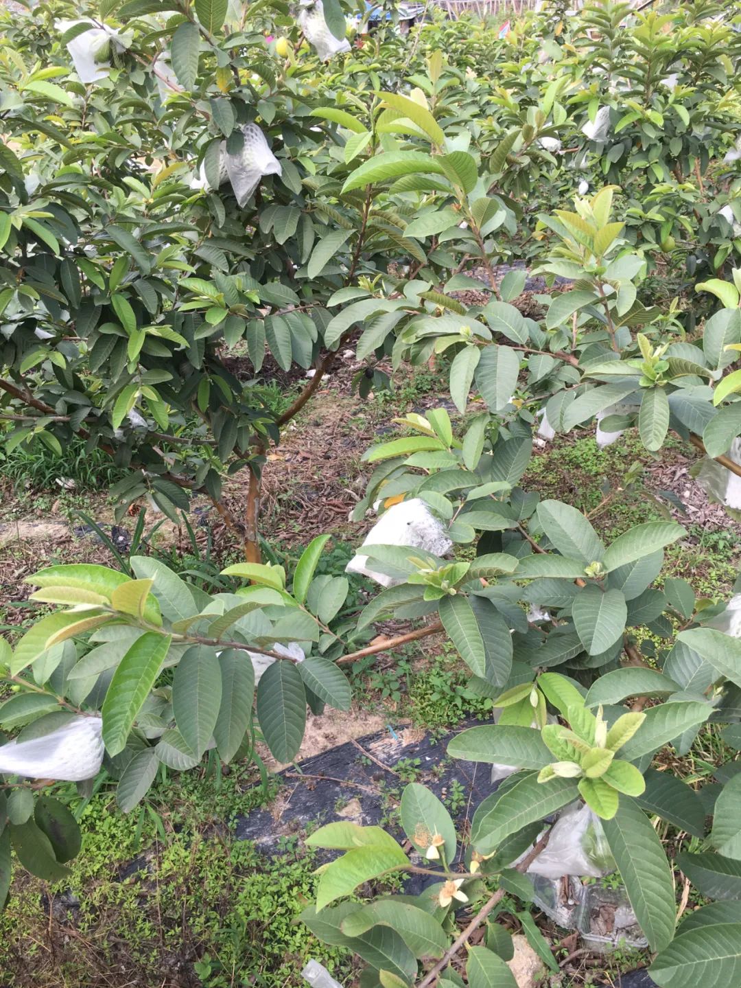 旭光车行雅迪电动车,旭光单车