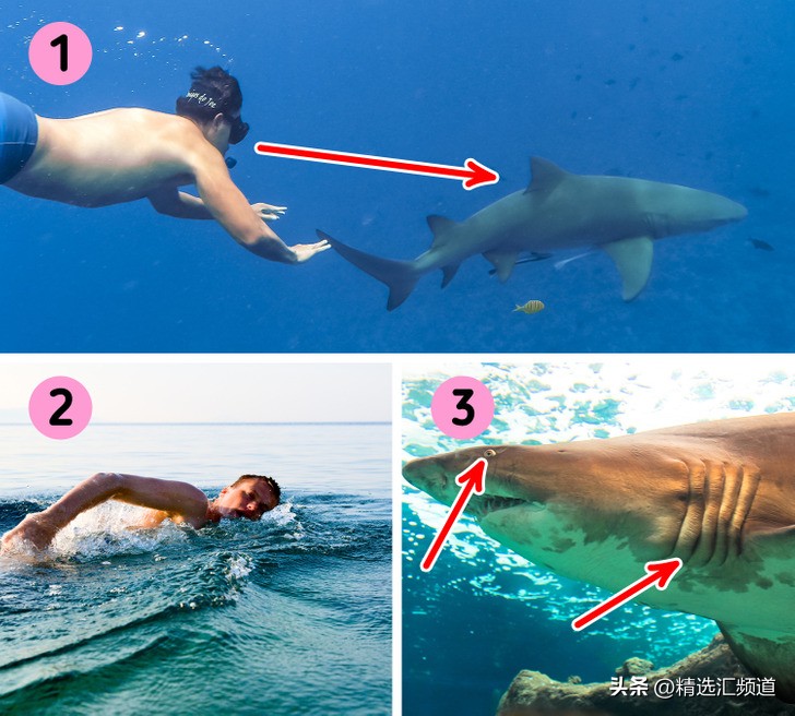 怎么防止鲨鱼进入沙滩,如果发现鲨鱼怎么办