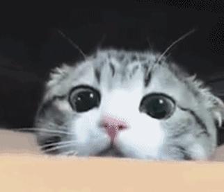 美短棕虎斑成年猫多少钱,美短虎斑猫有白毛领