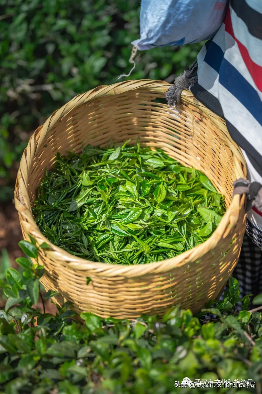 万亩野生古茶园,武汉野生森林