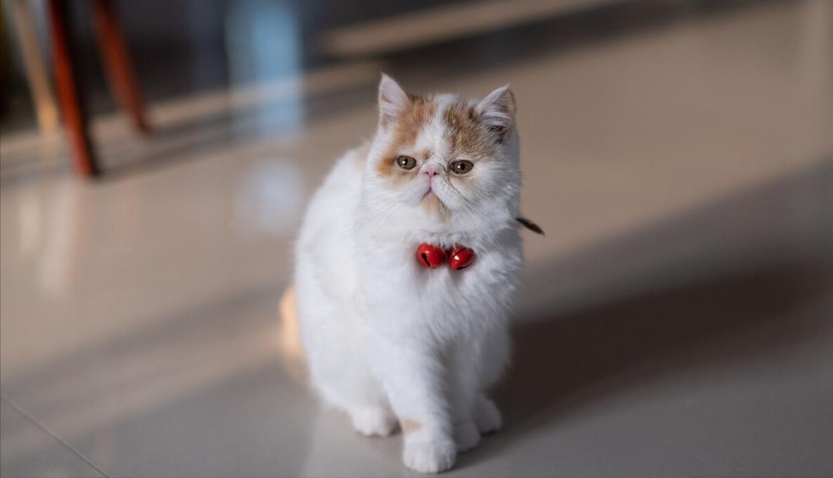 这5种猫堪称白眼狼养了也白养,猫白眼狼