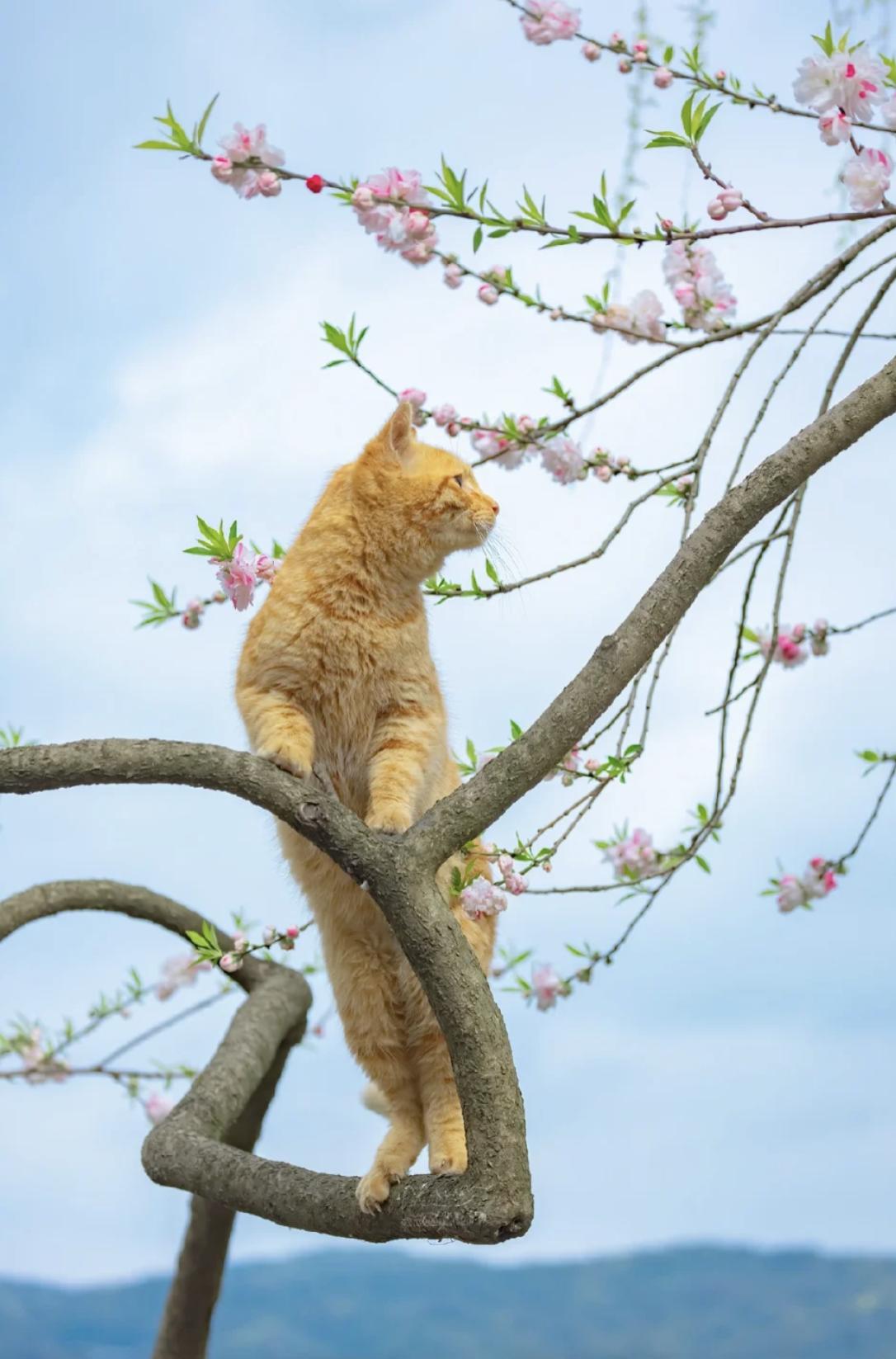 治愈系壁纸｜132张可爱小猫咪的样子