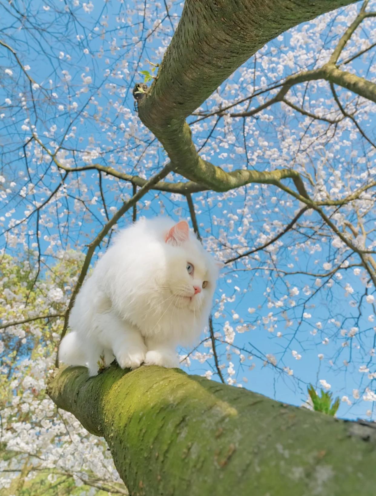 治愈系壁纸｜132张可爱小猫咪的样子