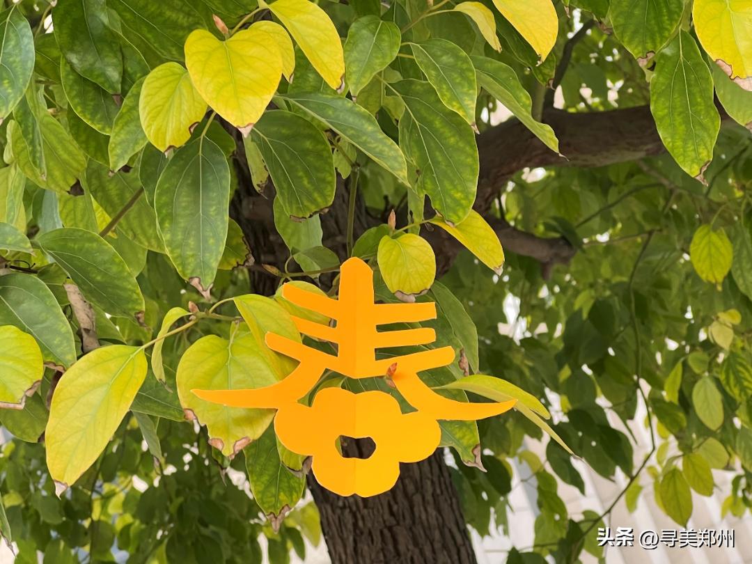 河南科技大学春景,河南科技职业大学校园春景