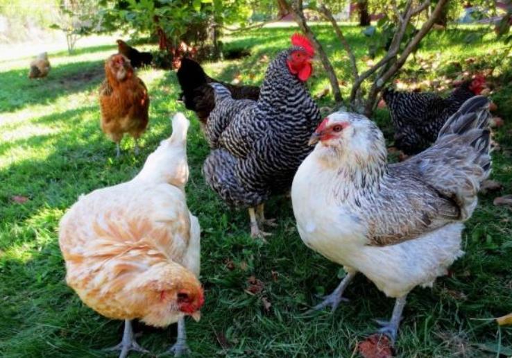 农村家庭养鸡哪个位置合适,农村家里养鸡有什么规定