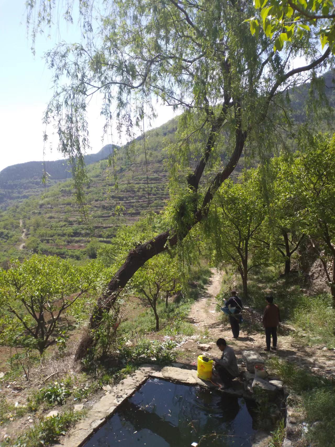 临朐自然美,临朐新美丽