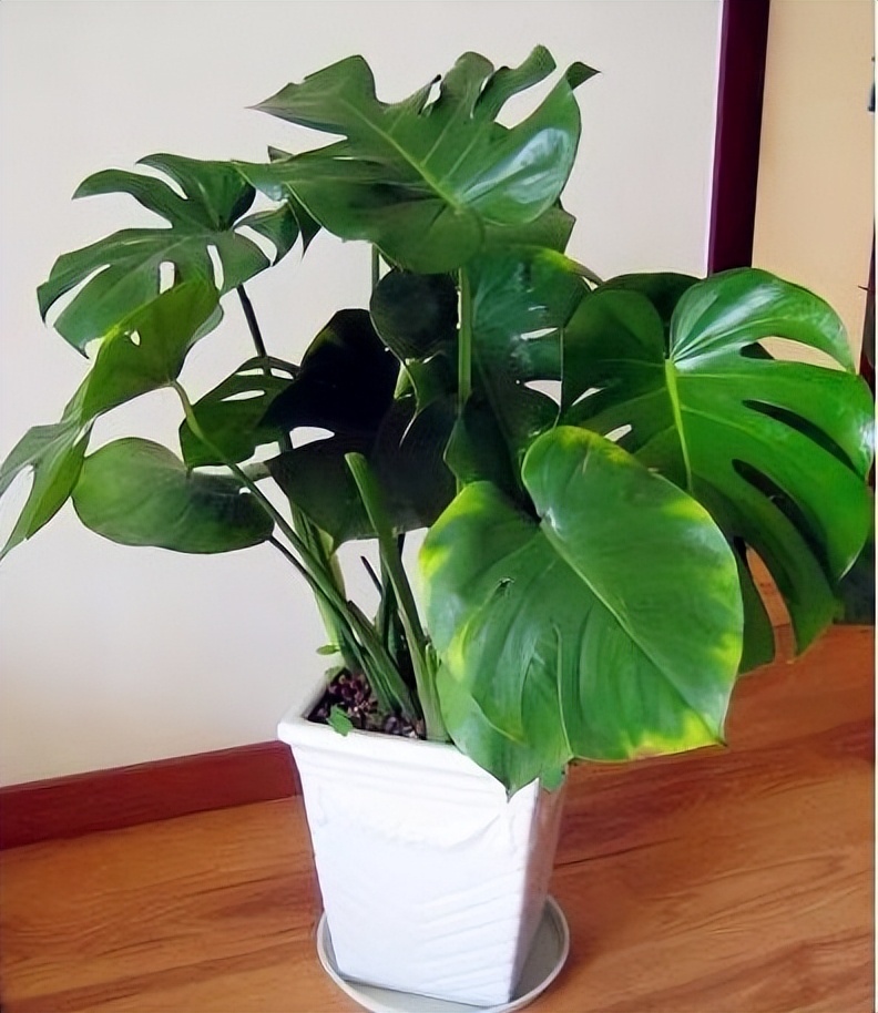 绿植客厅大摆件好养耐活吸甲醛,吸甲醛最好的植物排名好养