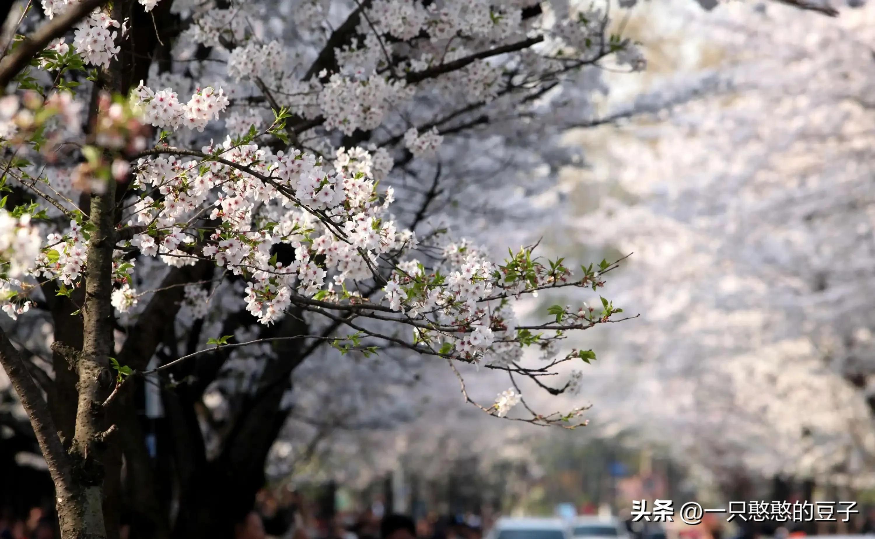 南京这座城市在历史上的地位,南京六朝古都为什么不包括明朝