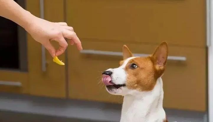 养狗店铺推荐,养狗人必逛的七家养狗店铺