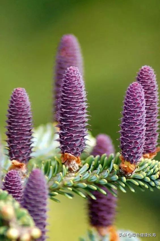 最漂亮的松树开花图片,哪种松树开花好看