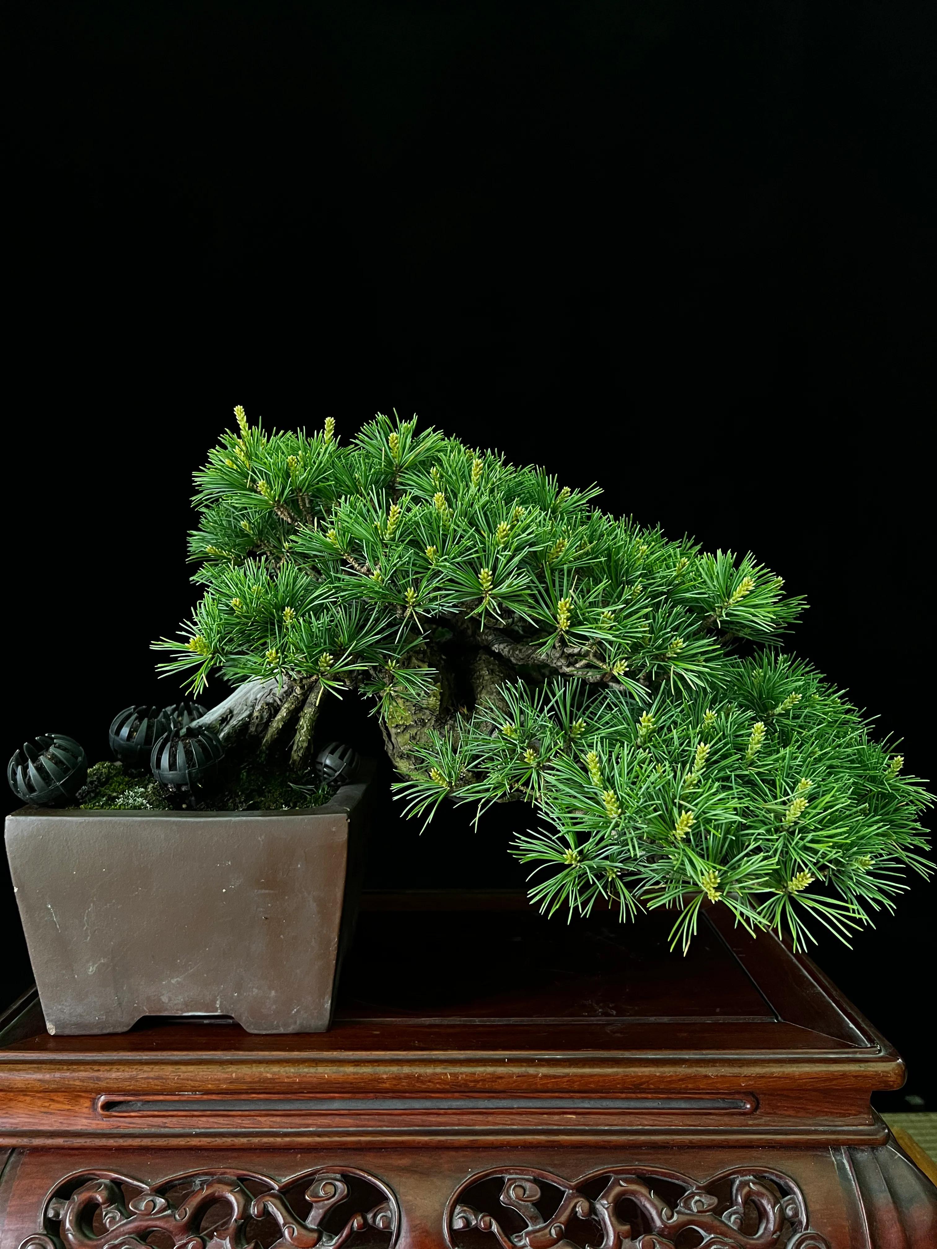 黑松盆景浇水的正确方法 (小黑松盆景如何浇水养护呢)