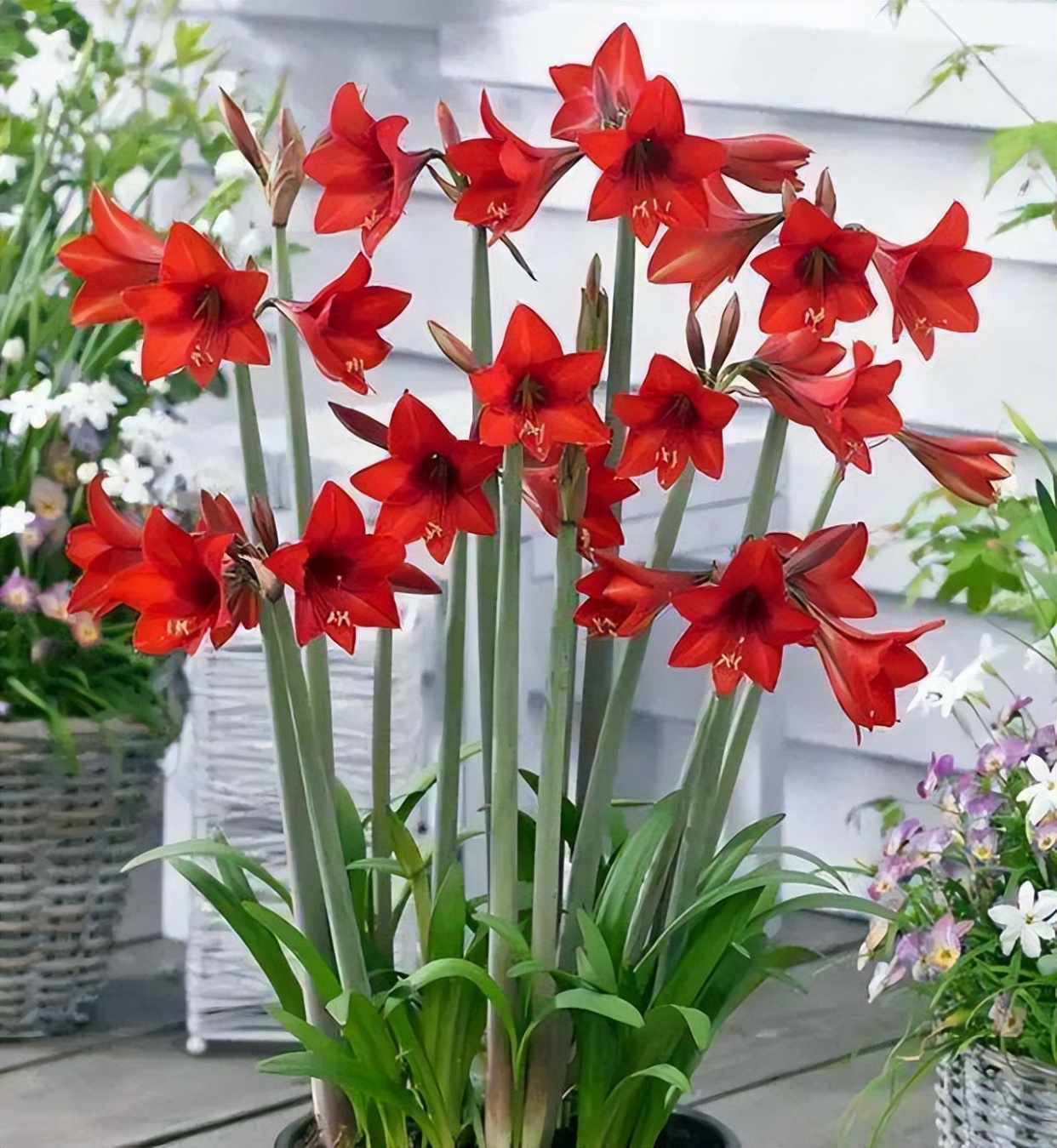 这3种花漂亮又好养1年能开300多天,5种花超好养漂亮上档次