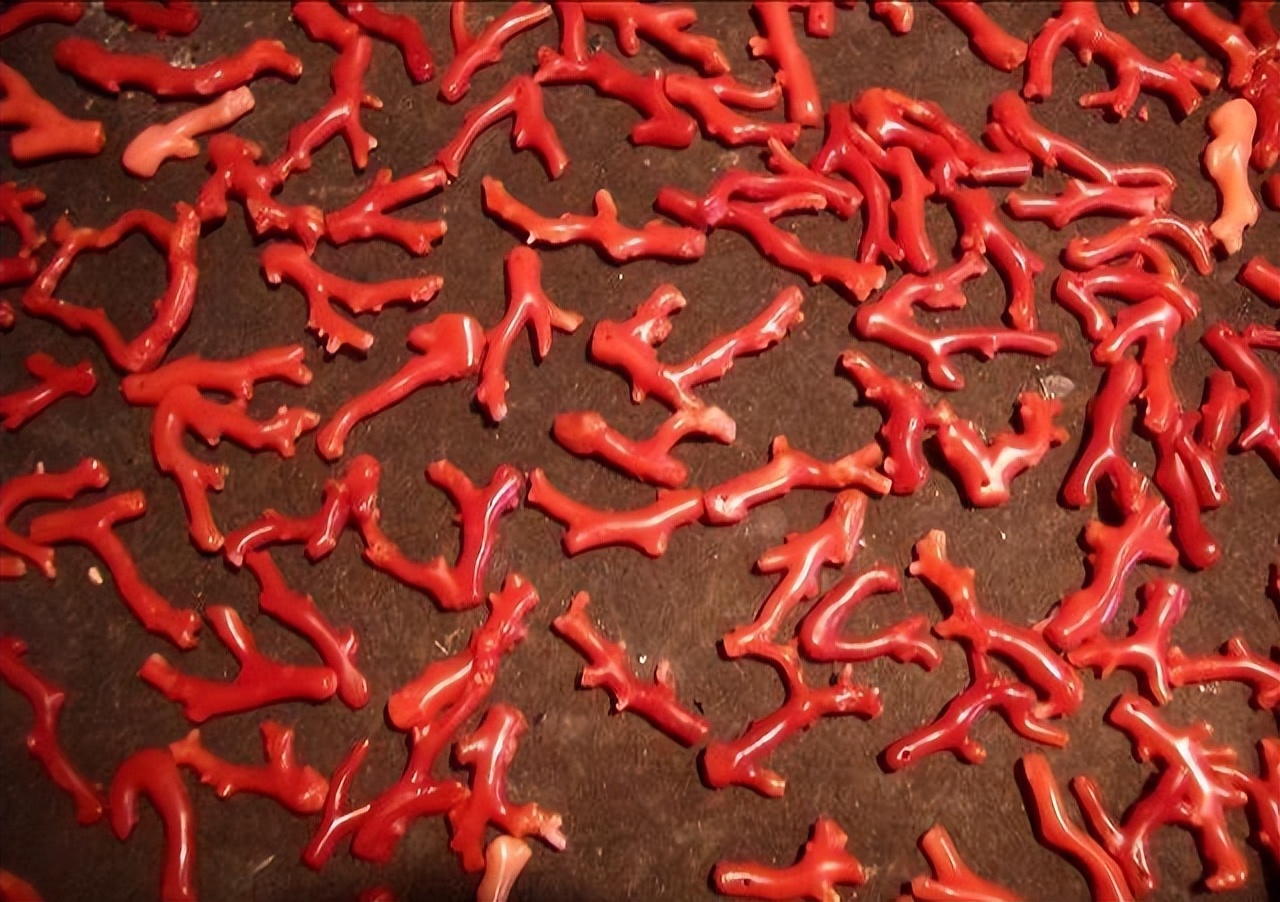 台湾行完整版,台湾渔民钓到红珊瑚