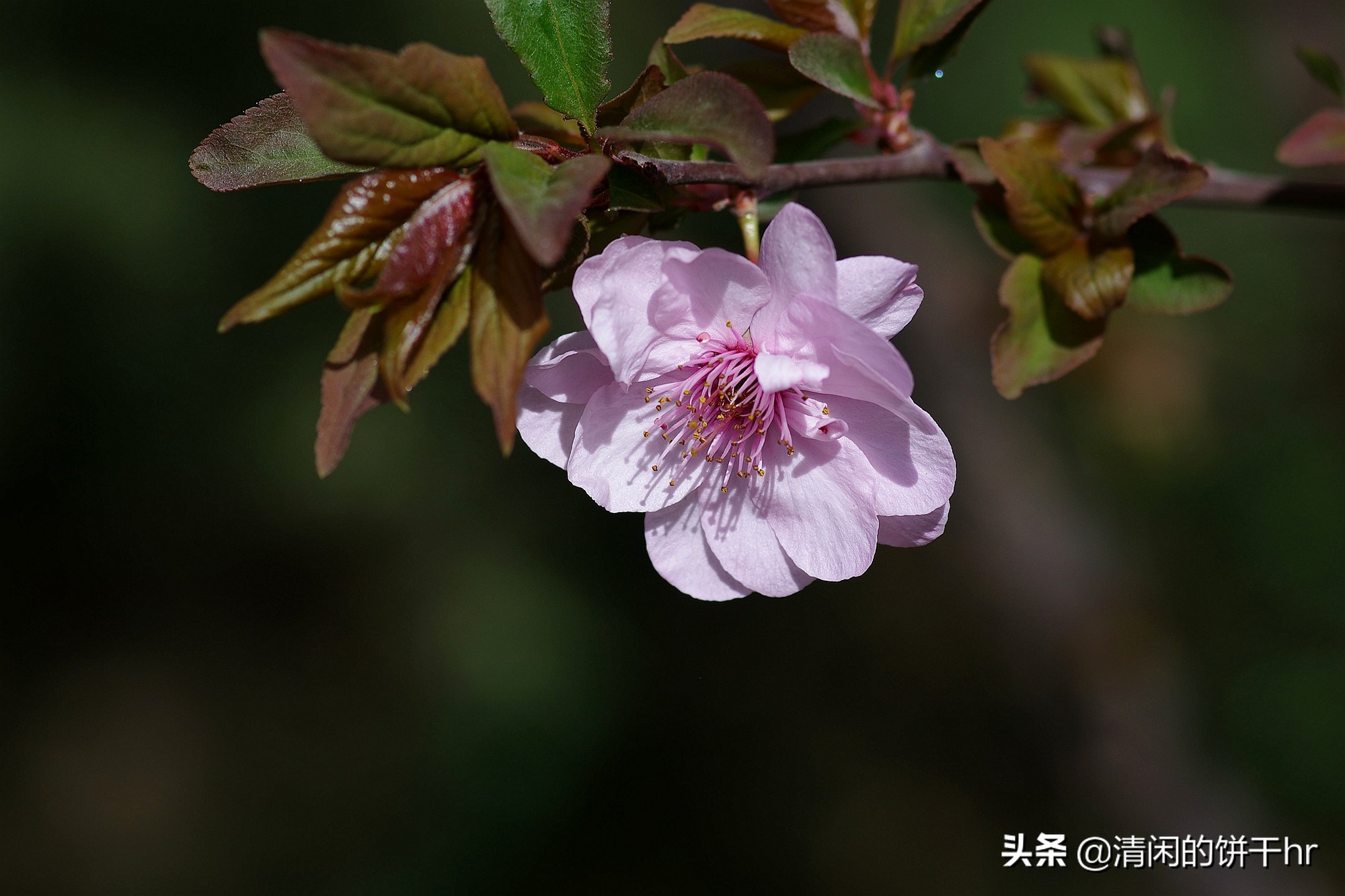 淡雅书香梅花唯美图片,淡雅梅花花卉图片