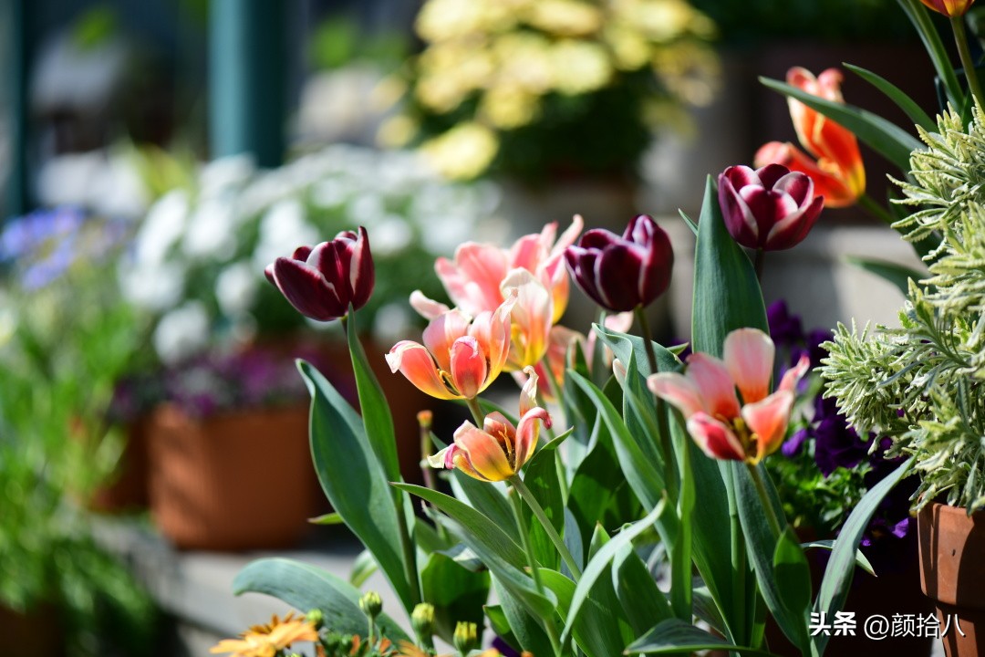 河马花园最耐阴植物,最漂亮的花园里的郁金香