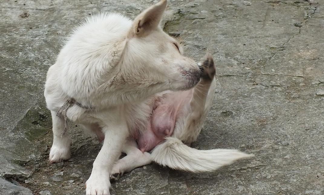 狗狗不停舔舐毛发,狗狗舔舐主人是什么意思