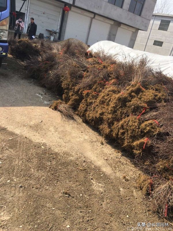 红叶小檗紫叶小檗的价格,红叶小檗幼苗批发基地